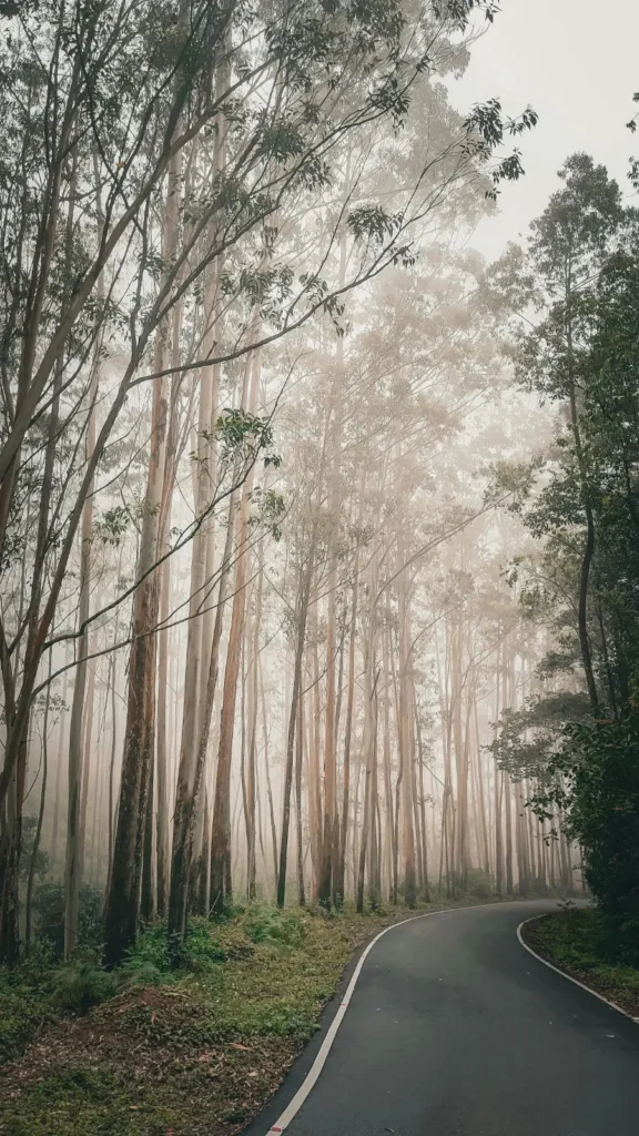 pexels ebin john 1016537734 20290142